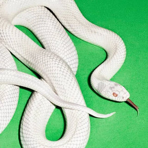 White snake on a green background